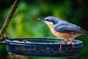 Kleiber - Vogel - Wildlife - Fütterung