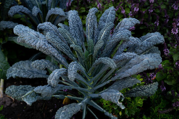 Kale cabbage. Tuscan kale or black kale.Winter cabbage also known as italian kale or lacinato.
