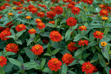 Fototapeta premium Red zinia anggun or better known by Zinnia angustifolia,