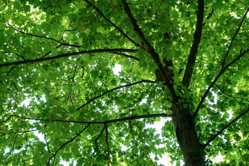 Fototapeta na wymiar Green fresh leaf on tree isolated,against white sky.