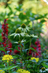 Echinacea Flowers, White Swan Coneflower