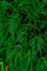 closeup of Dark green Botanical ferns leaves nature background.
