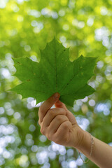 Hand holding green fresh leafs on tree ,against blurred green white background.