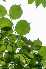 Fototapeta na wymiar Green fresh leafs on tree ,against blurred green white background.