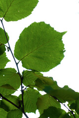 Green fresh leafs on tree ,against blurred green white background.