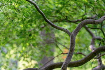 Green fresh leaf on tree isolated,against white sky.