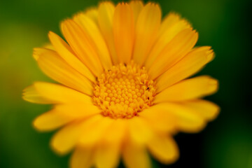 yellow flower macro