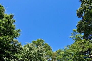 Obraz premium 青空に映える緑の木々 空の背景