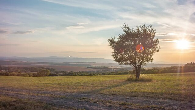 The tree is in the field at sunset.