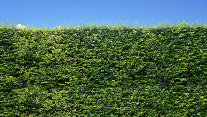 wall of trees in front of walking street white background  blurry or blurry