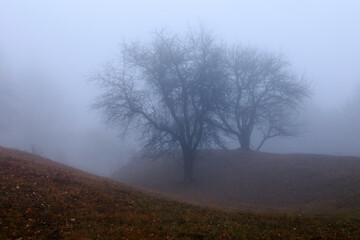 Autumn trees in forest with fog in Ivanetu, Buzau