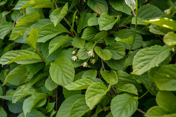 Blooming medicinal lemongrass. Schisandra chinensis.
