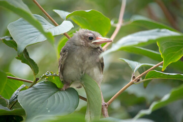 A young bird (brown-eared bulbul) sitting on the branch of a tree.	