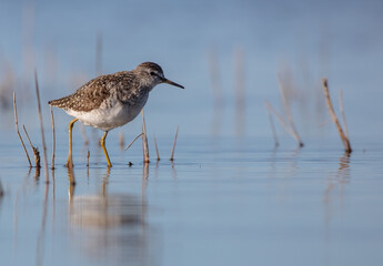Wood Sandpiper  - Tringa glareola - in spring on the migration way
