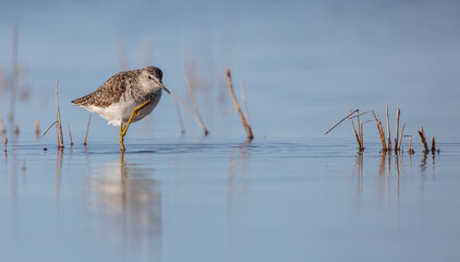 Wood Sandpiper  - Tringa glareola - in spring on the migration way