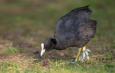 Eurasian coot - Fulica atra - adult bird in spring