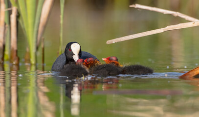 Eurasian coot - Fulica atra - adult bird with juveniles in spring