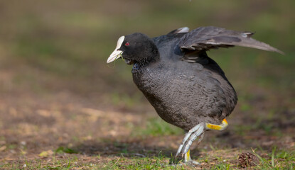 Eurasian coot - Fulica atra - adult bird in spring
