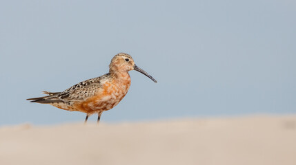 The curlew sandpiper - Calidris ferruginea - adult bird at a seashore on the autumn migration way