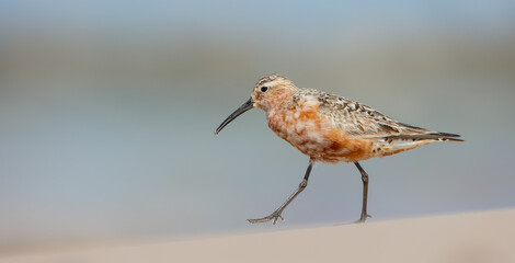 The curlew sandpiper - Calidris ferruginea - adult bird at a seashore on the autumn migration way