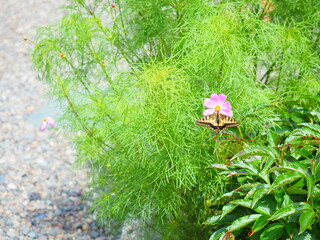 コスモスの花にアゲハ蝶がとまってる風景