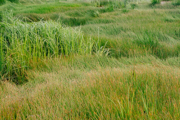 Wind Blowing Tall Grass on Beach