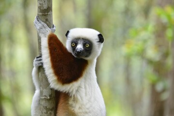 Selective focus shot of a swamp lemur climbing up a thin tree, Madagascar © Wirestock Creators