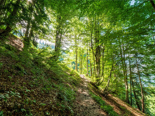 Fototapeta premium Tirol walking path though forest with light at the end of the Tunnel 