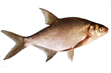 Fish bream isolated on white background.