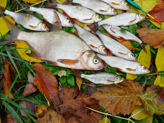 Bream, roach and other fish lying on the bank of the river on autumn leaves.