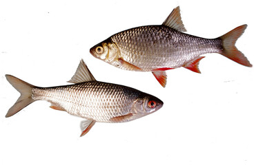 Rudd and roach isolated on white background.
