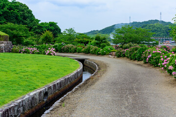 香川県丸亀市のやすらぎ公園のあじさい