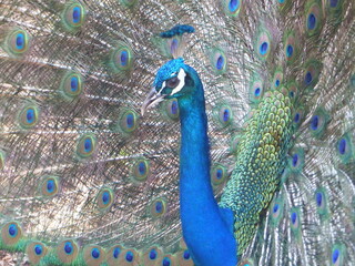 A beautiful peacock