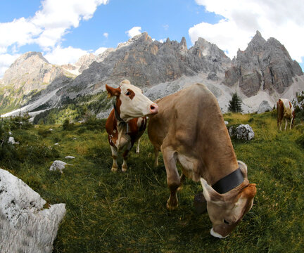 two cows grazing in summer with the Dolomites mountains