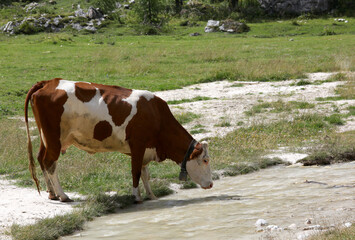 cow drinking water in the mountain stream in the summer during the mountain pasture