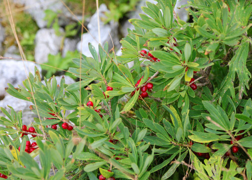 Red Berries and leaves of daphne mezereum very toxic plant in the Alps