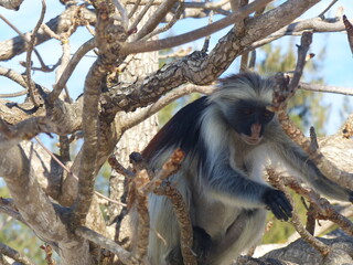 Monkeys in tree