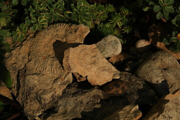 Imprint in the stone fossil of prechistoric ammonites

