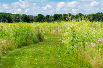 Fototapeta na wymiar A walking path mowed through a natural field of wild flowers on a summer's day in Waukesha County, Wisconsin.