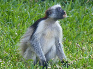 Fototapeta na wymiar Monkey in Zanzibar