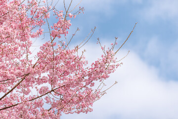 ピンク色が綺麗な満開の桜の花