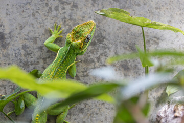 Green Lizard