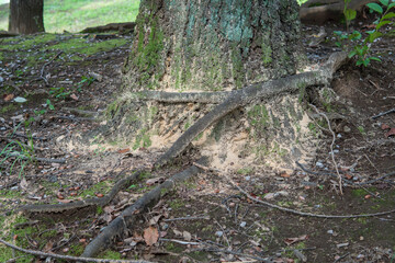 木の粉が落ちているナラ枯れした木の根元