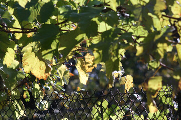 old mesh chain-link fence overgrown with vines