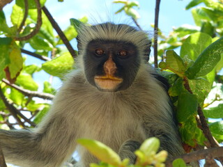 Monkey in Zanzibar