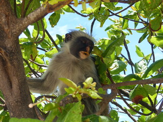 Monkey in Zanzibar