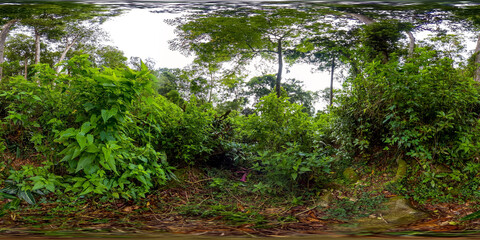 Tropical forest with large trees in Sri Lanka. Jungle with evergreens. 360 panorama VR.