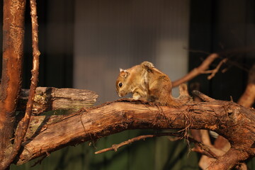 A brown fluffy jerboa sits on a fragment of a branch.