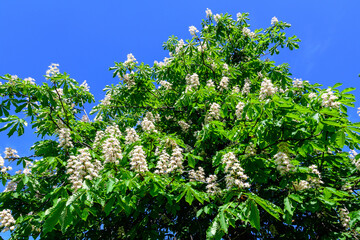 Small fresh green leaves and white flowers and buds on branches of a Chestnut tree, in a garden in a sunny spring day, beautiful outdoor monochrome background photographed with selective focus.