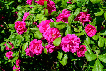 Large green bush with many fresh vivid pink roses and green leaves in a garden in a sunny summer day, beautiful outdoor floral background photographed with soft focus.